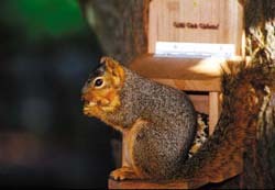 Fox Squirrel 